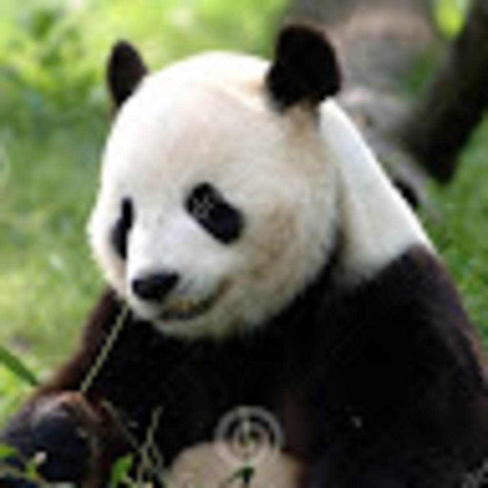 Meet your Posher, Panda